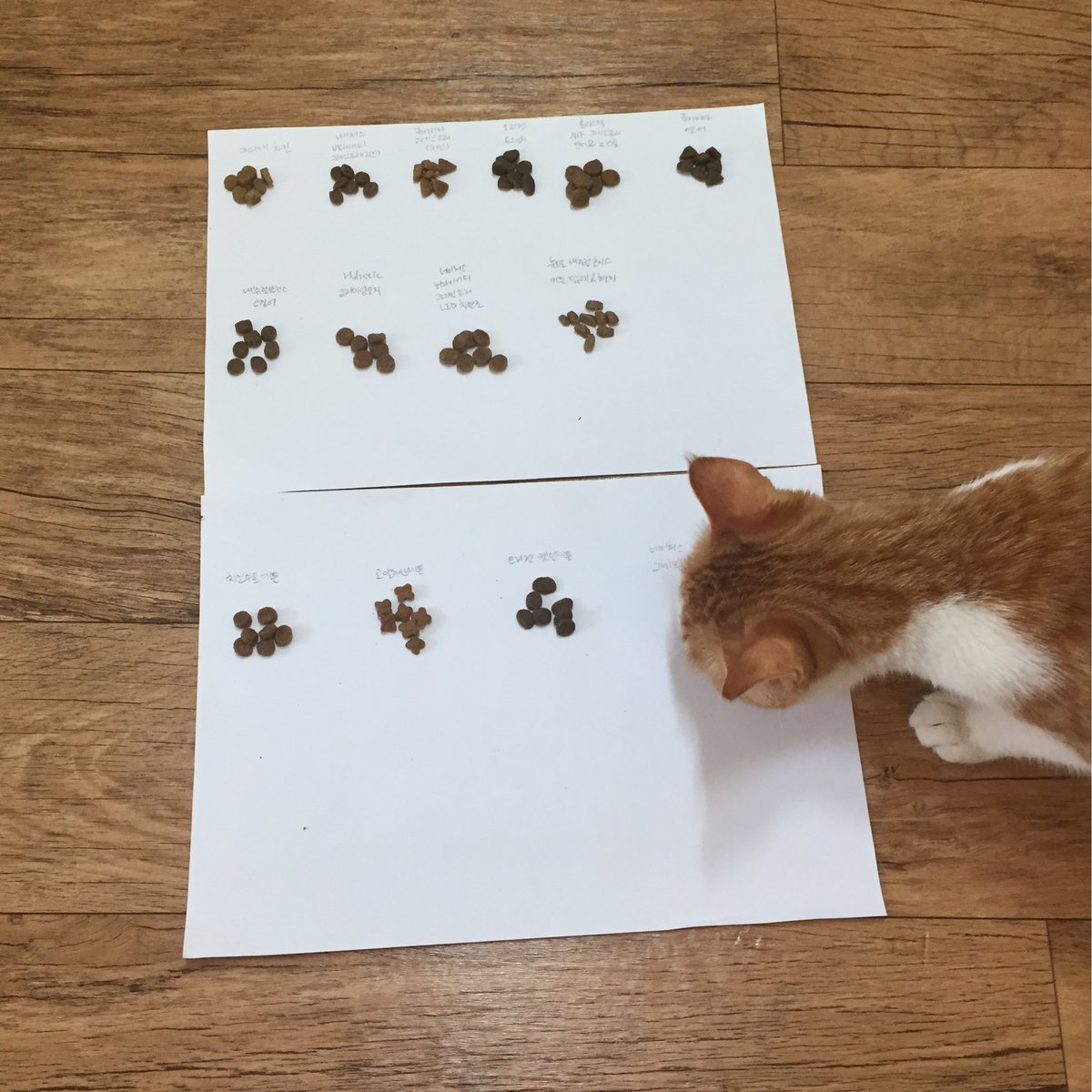 圖片來源：weS2mayo／twitter