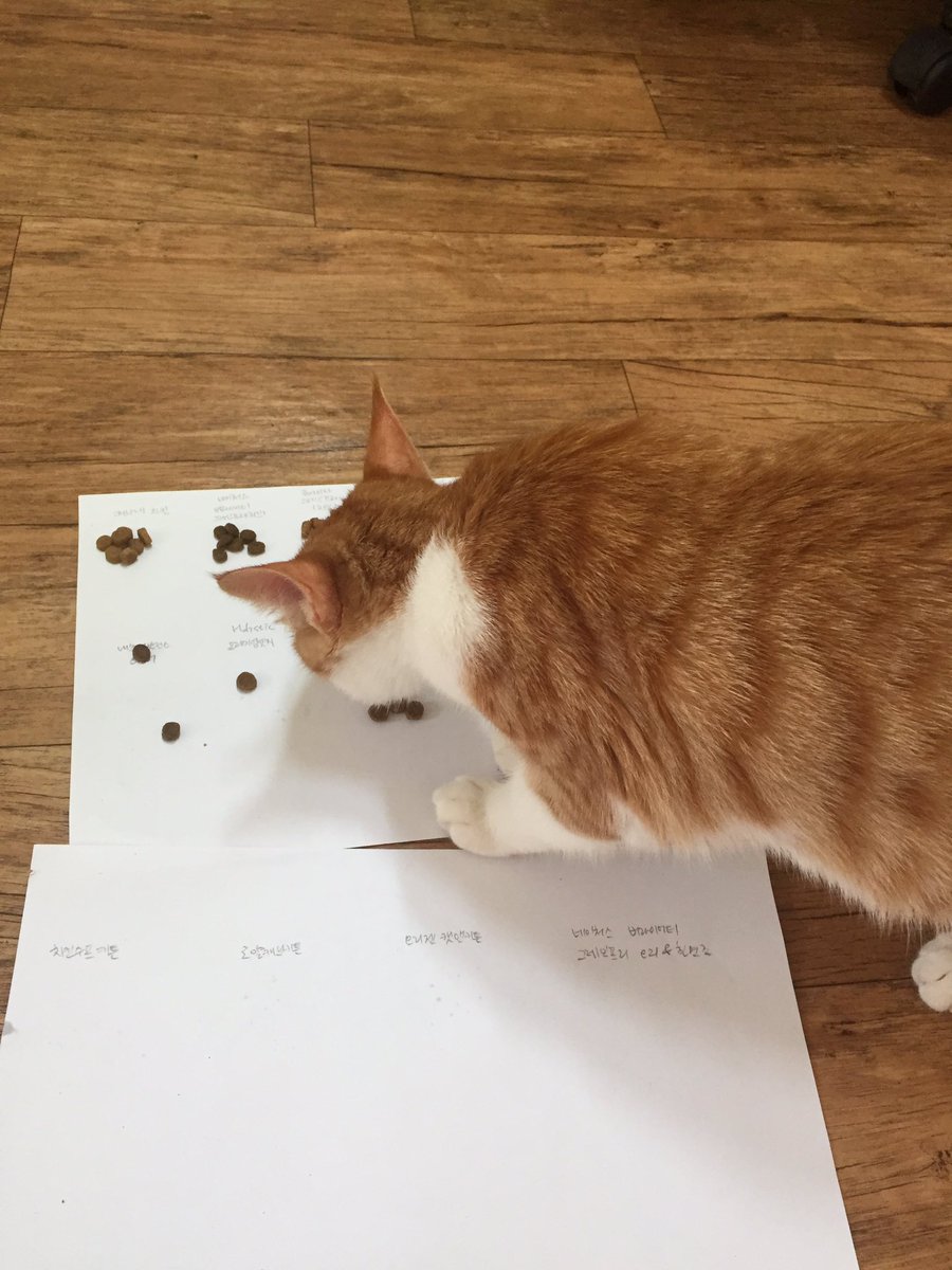 圖片來源：weS2mayo／twitter