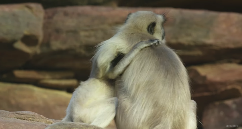 圖片來源:BBC/Youtube