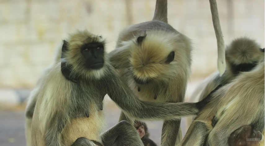 圖片來源:BBC/Youtube