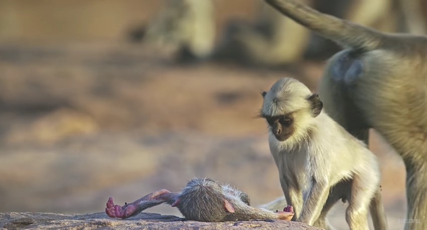 圖片來源:BBC/Youtube