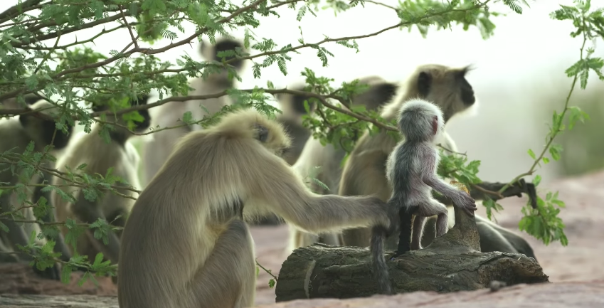 圖片來源:BBC/Youtube