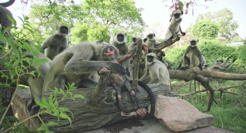 圖片來源:BBC/Youtube