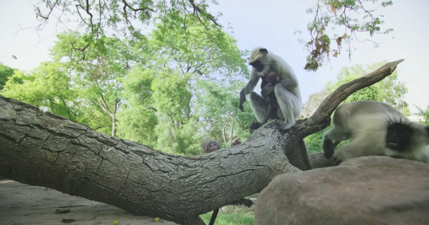 圖片來源:BBC/Youtube