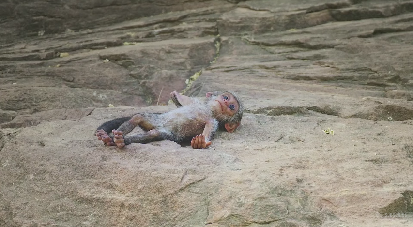 圖片來源:BBC/Youtube