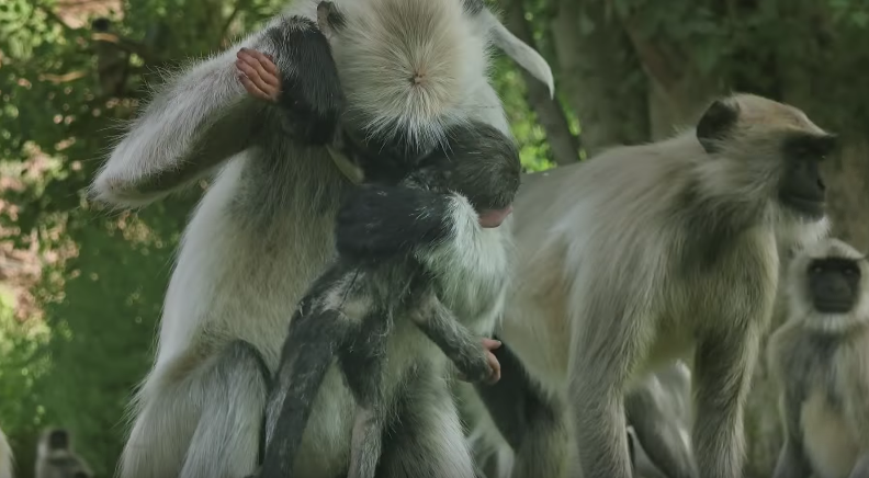 圖片來源:BBC/Youtube