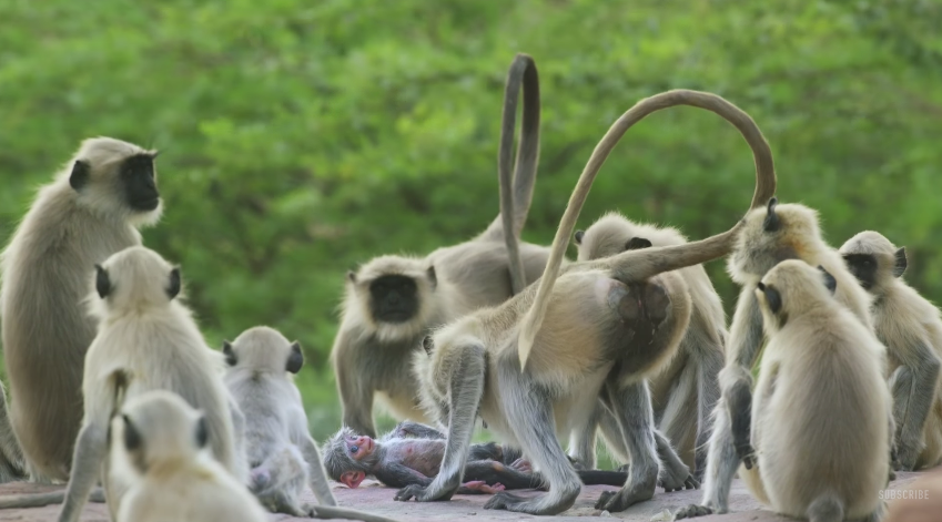 圖片來源:BBC/Youtube