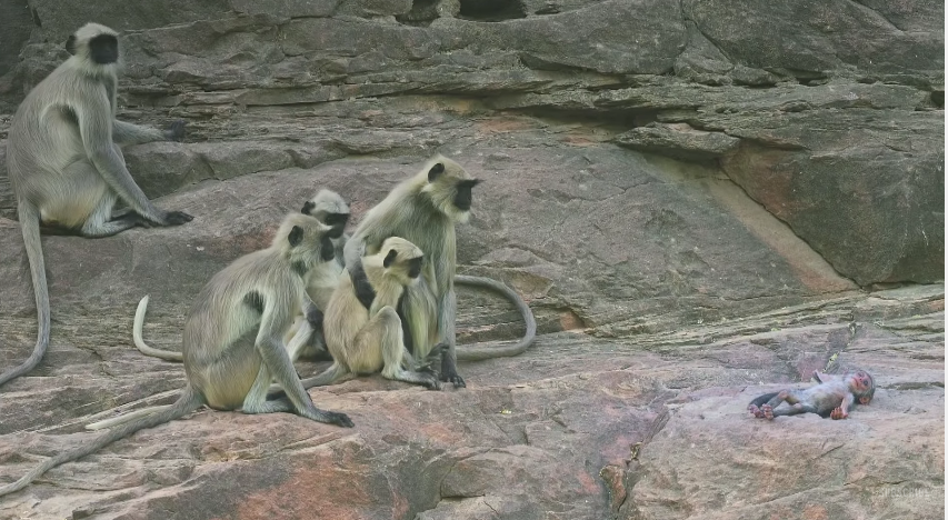 圖片來源:BBC/Youtube