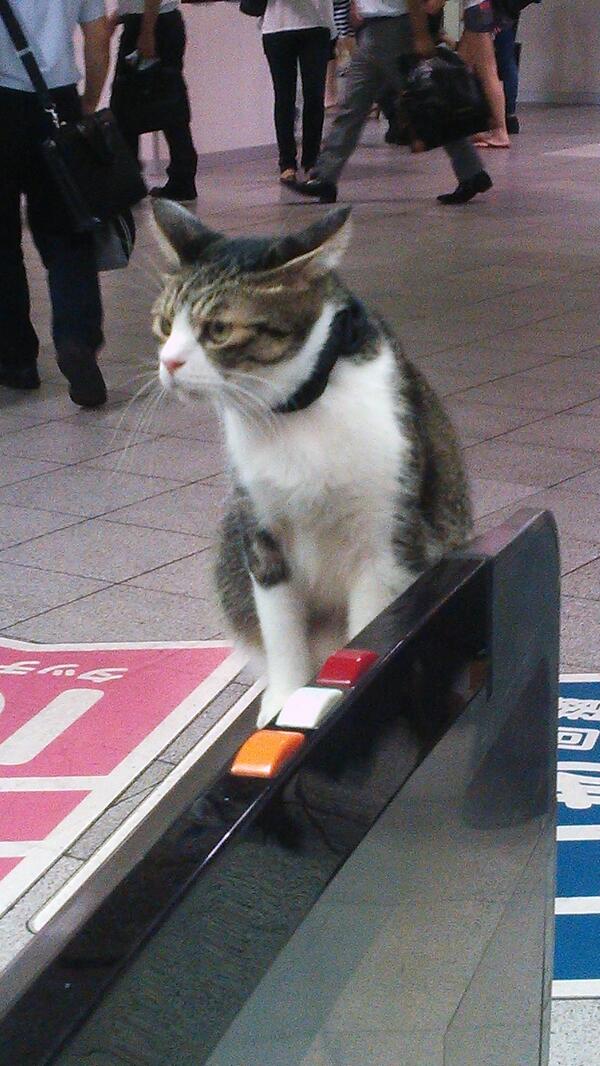 圖片來源：fu_matu／twitter