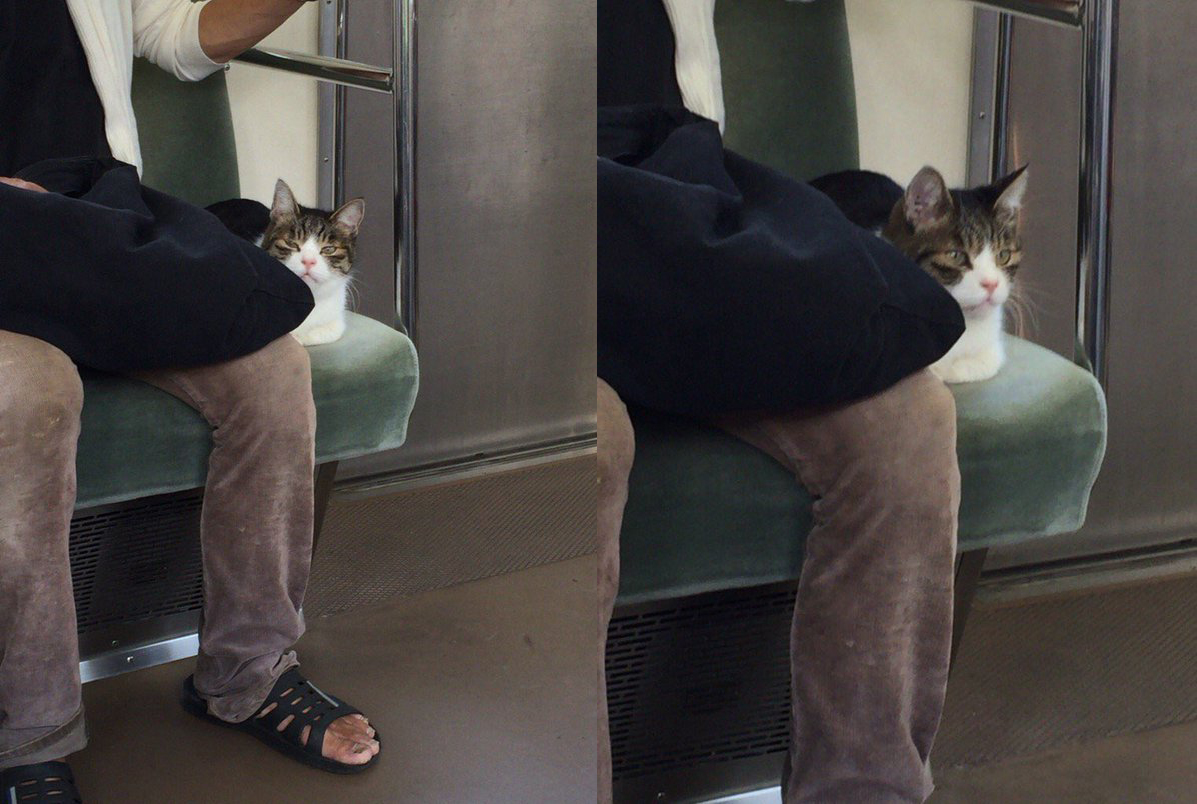 圖片來源：irohamu／twitter