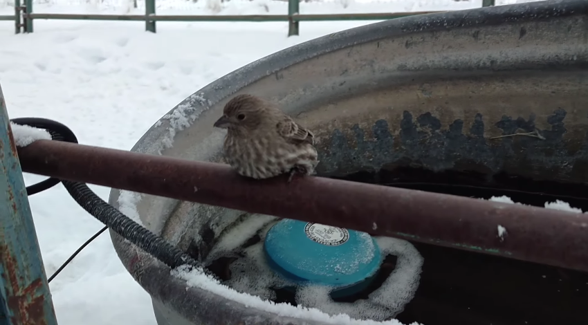 圖片來源： Nelson Wilson／YouTube