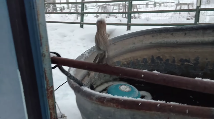 圖片來源： Nelson Wilson／YouTube