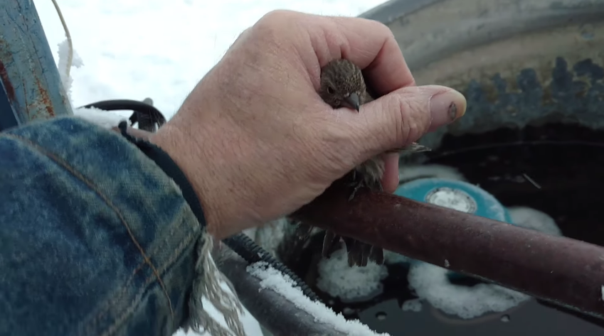 圖片來源： Nelson Wilson／YouTube