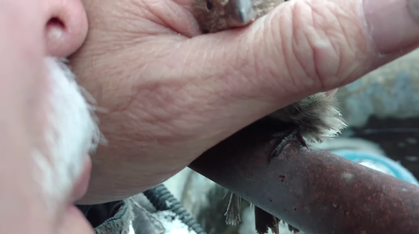 圖片來源： Nelson Wilson／YouTube