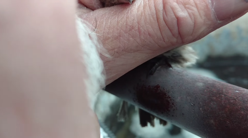 圖片來源： Nelson Wilson／YouTube