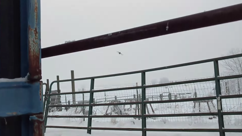 圖片來源： Nelson Wilson／YouTube