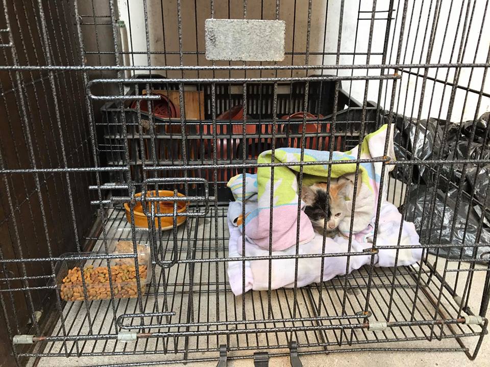 圖片來源: Yin Chong