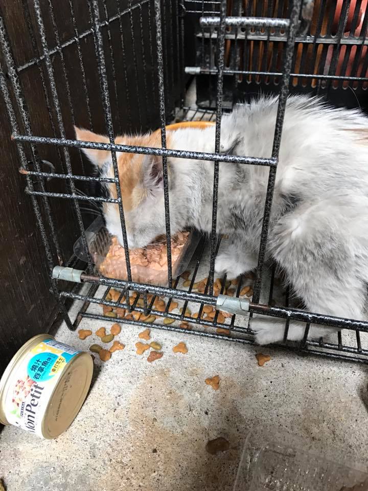 圖片來源: Yin Chong