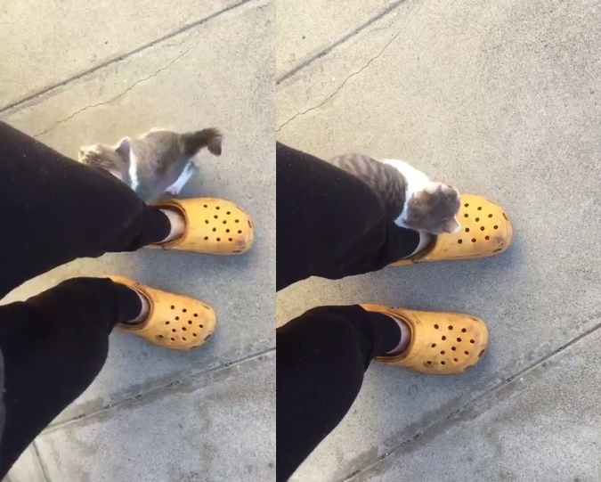 圖片來源：kamisori06／twitter