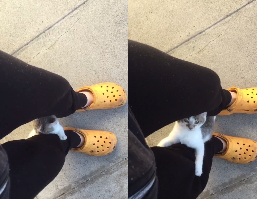 圖片來源：kamisori06／twitter