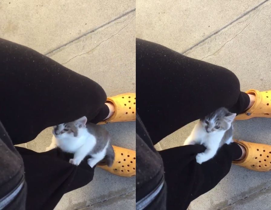 圖片來源：kamisori06／twitter