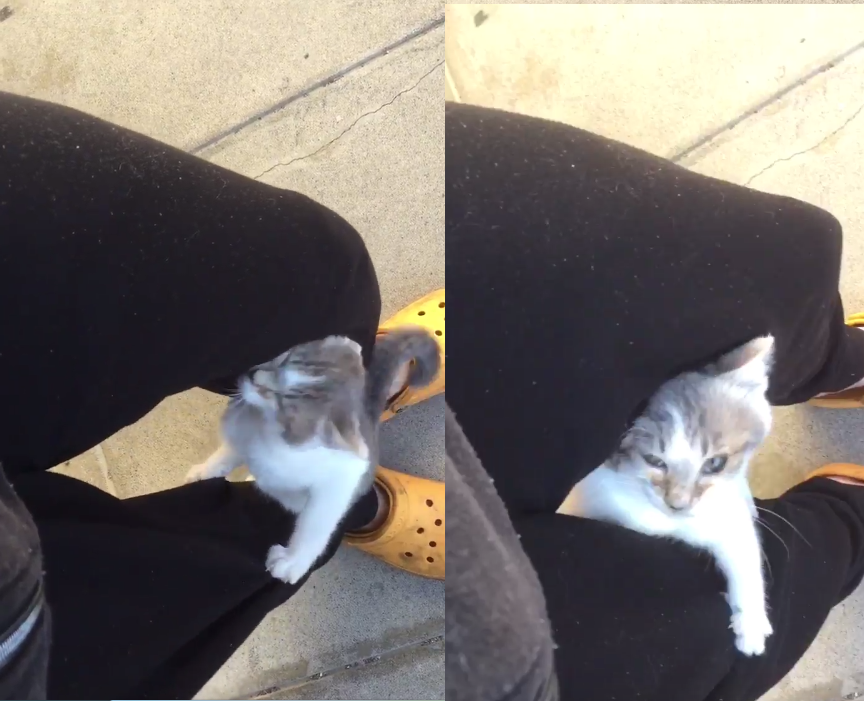 圖片來源：kamisori06／twitter