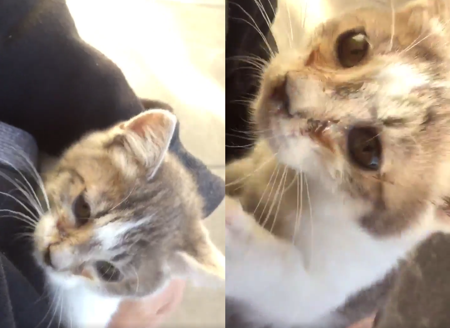 圖片來源：kamisori06／twitter