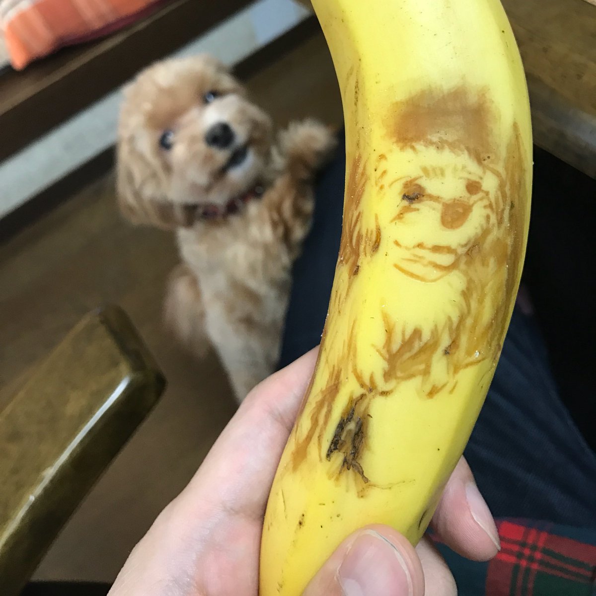 圖片來源： KotaroYasuda／twitter