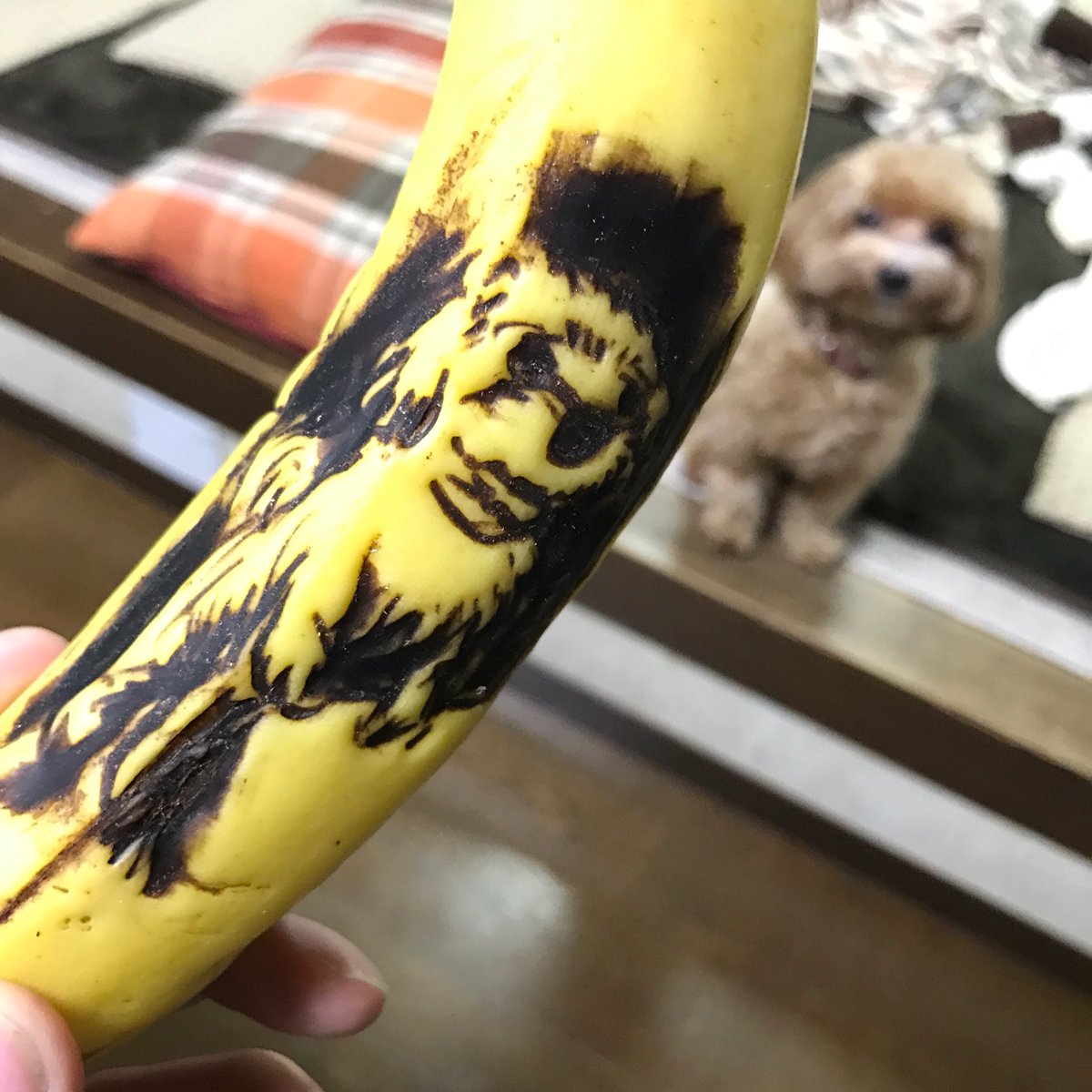 圖片來源： KotaroYasuda／twitter