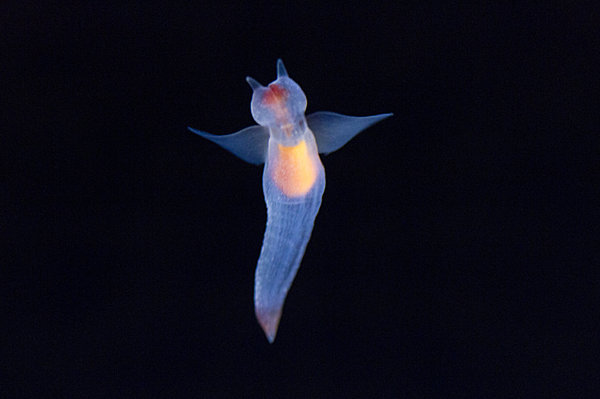 圖片來源:日本気象協会