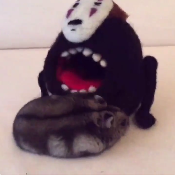 圖片來源:yutako55/twitter