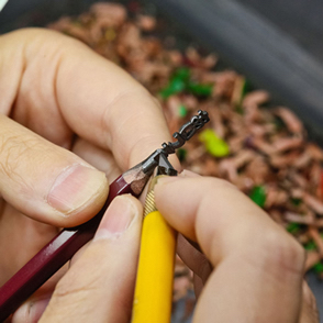 圖片來源：naver.jp