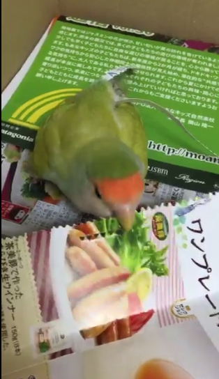 圖片來源:rin_kekyo/twitter