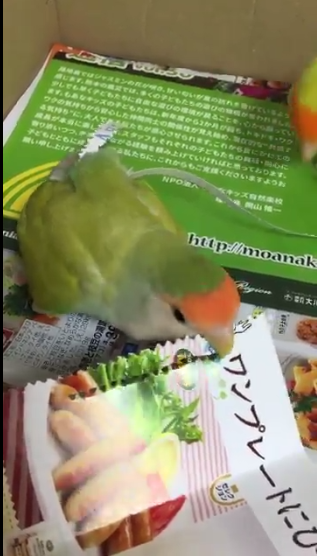 圖片來源:rin_kekyo/twitter