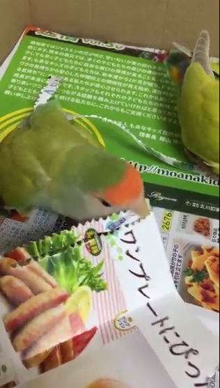 圖片來源:rin_kekyo/twitter