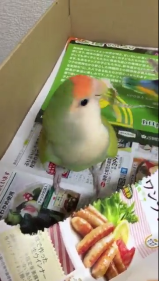 圖片來源:rin_kekyo/twitter