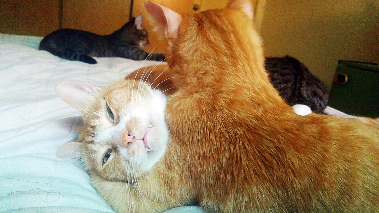 圖片來源:littlerivia/ptt