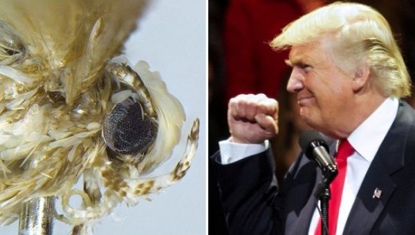 圖片來源：telesurtv.net