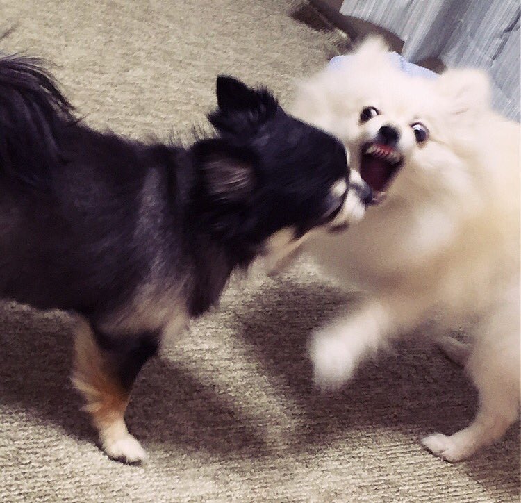 圖片來源：uma___／twitter 