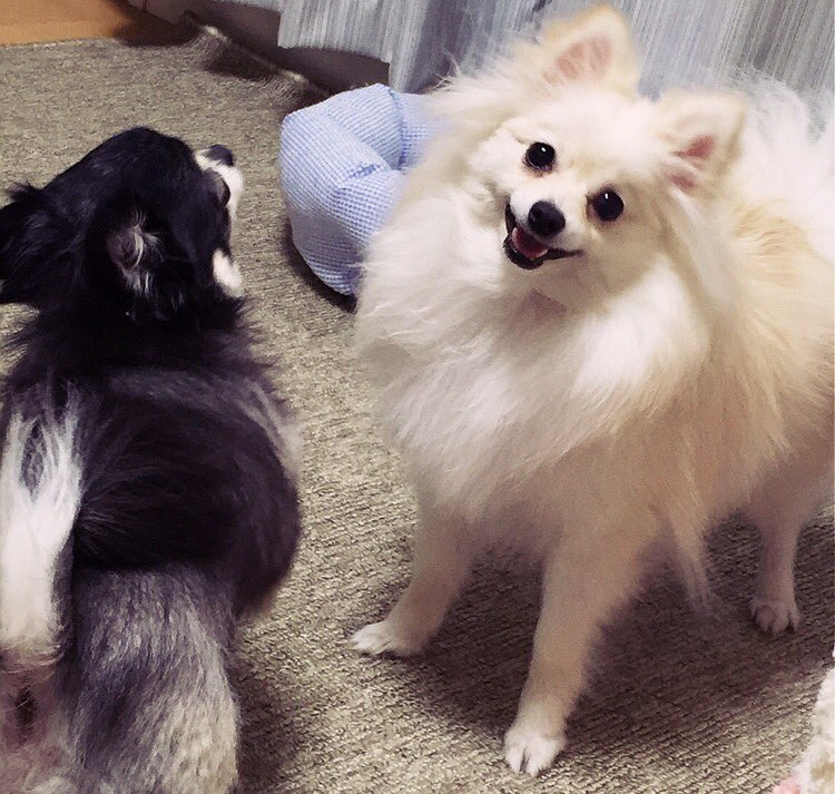 圖片來源：uma___／twitter 