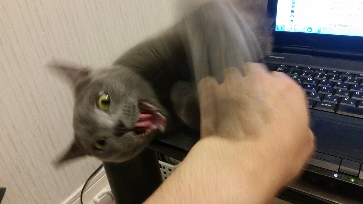 圖片來源：kokesukepapa／twitter 