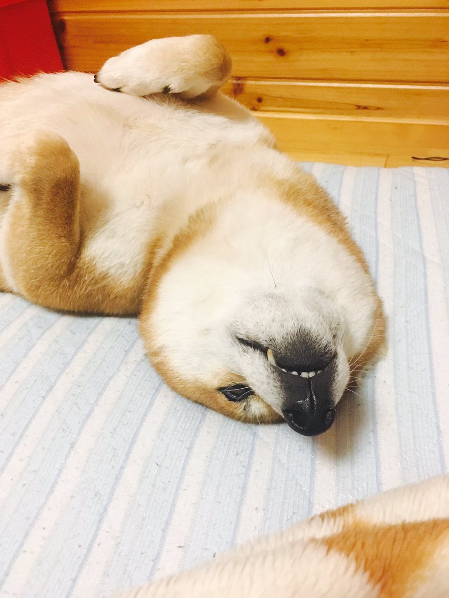 圖片來源:yoiotto88/twitter