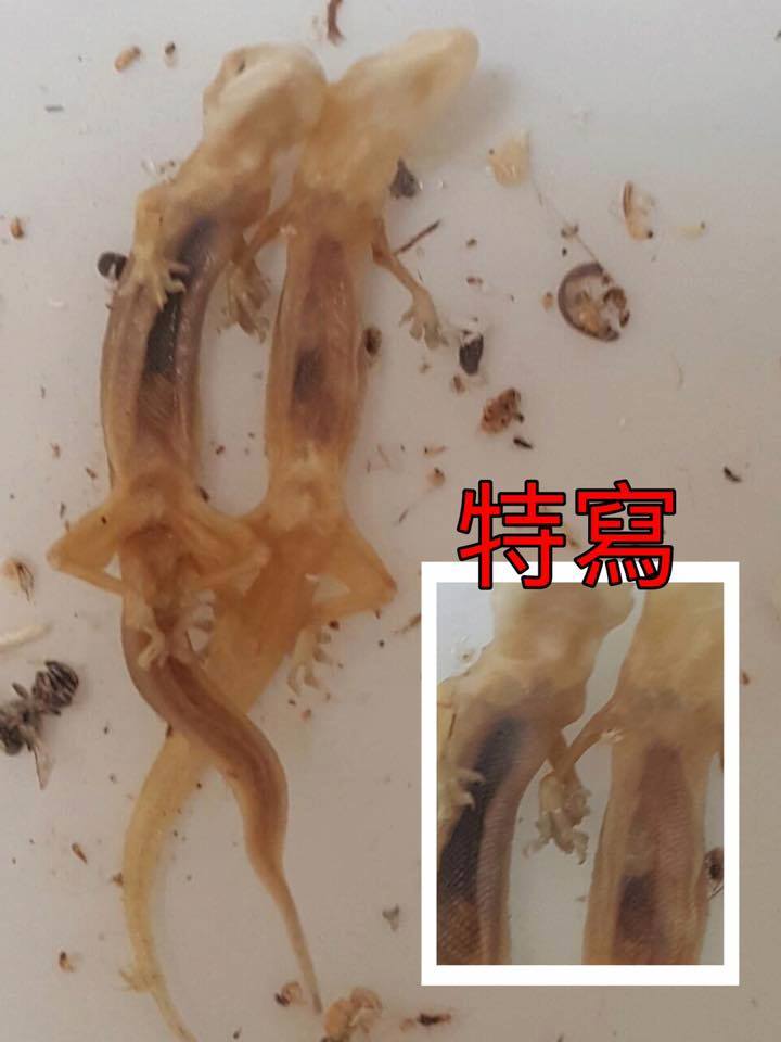 圖片來源:張鈞棉