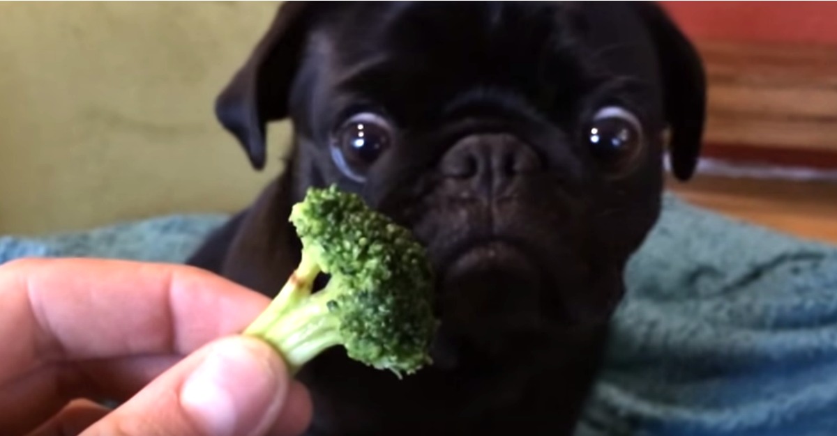 圖片來源:youtube截圖