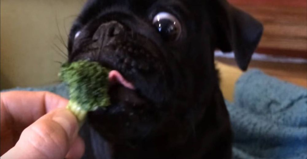 圖片來源:youtube截圖