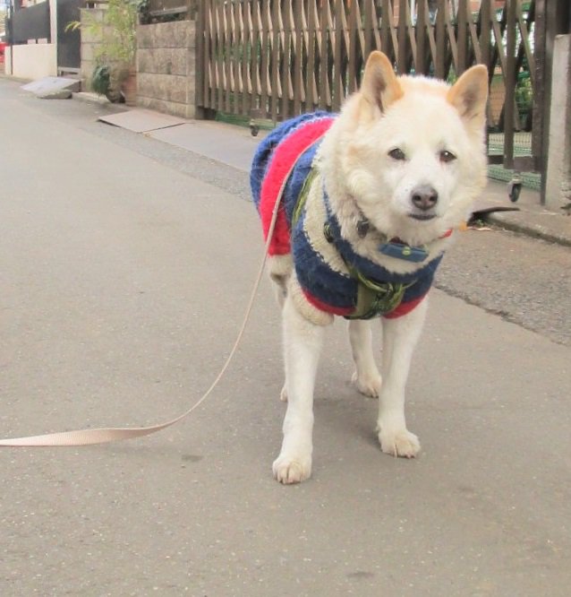 圖片來源:goen0414/twitter