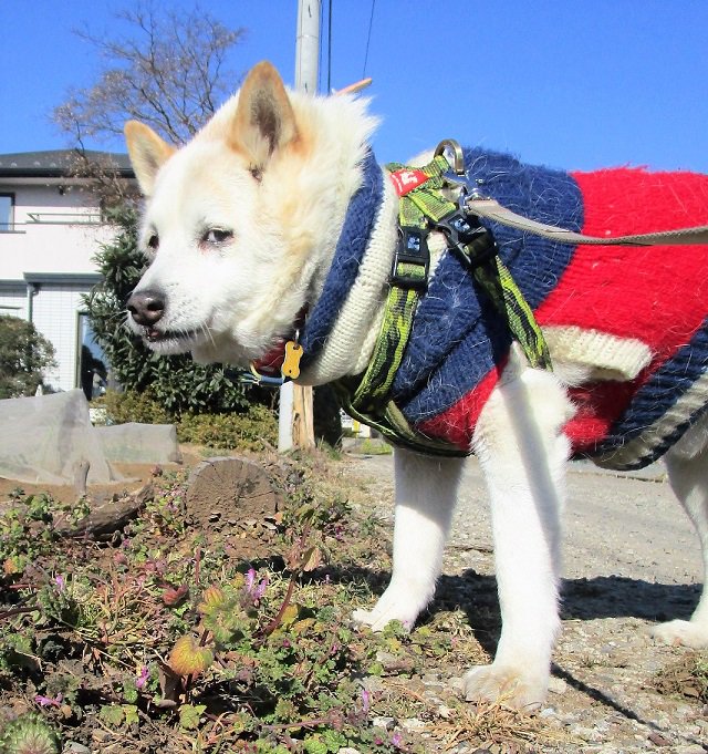 圖片來源:goen0414/twitter