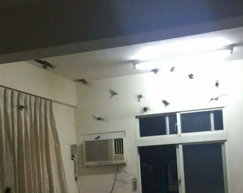 圖片來源:彼得潘/爆廢公社