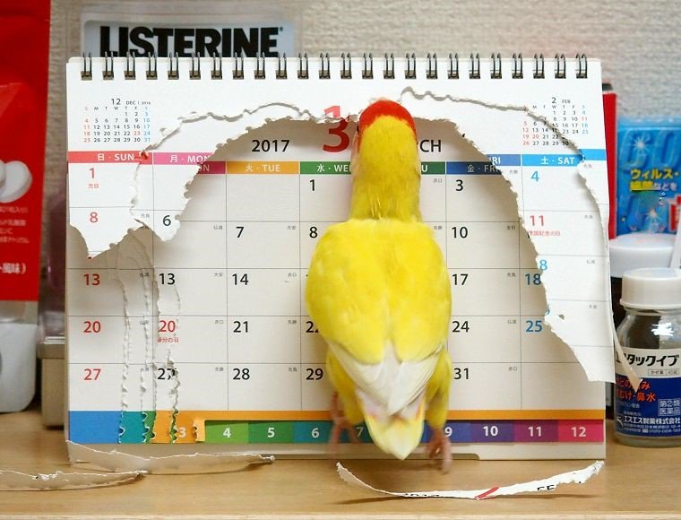 圖片來源:darumann230/twitter