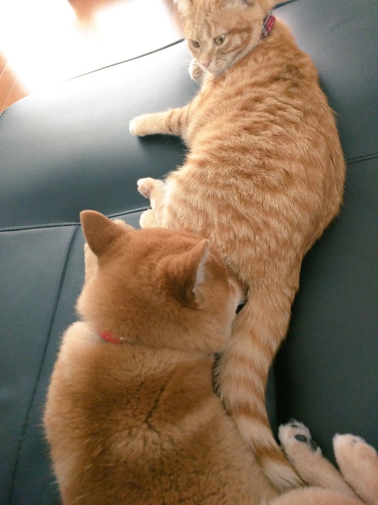 圖片來源:_kak_kaka/twitter